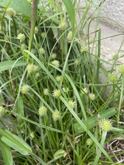 Cyperus brevifolioides