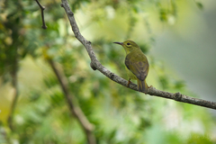 Anthreptes malacensis malacensis