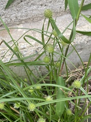 Cyperus brevifolioides