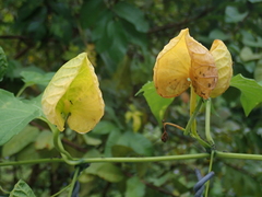 Momordica cochinchinensis