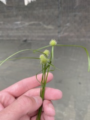 Cyperus brevifolioides