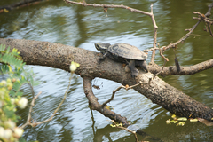 Malayemys macrocephala