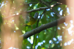 Culicicapa ceylonensis