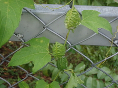 Momordica cochinchinensis