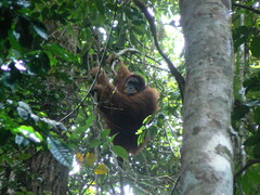 Pongo abelii