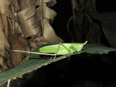 Copiphora cultricornis