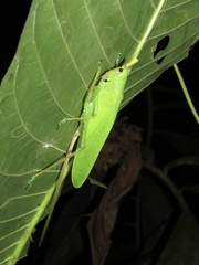 Copiphora cultricornis