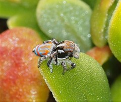 Maratus tasmanicus