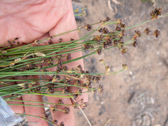 Juncus dregeanus