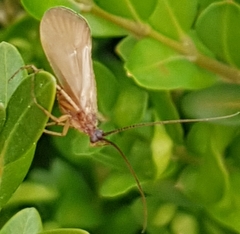 Anabolia