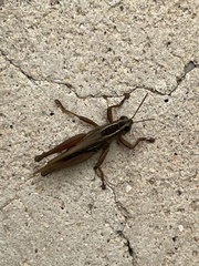 Eyprepocnemis plorans