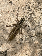 Eyprepocnemis plorans