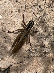 Eyprepocnemis plorans