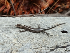 Cryptoblepharus pulcher