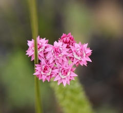 Lachnospermum umbellatum