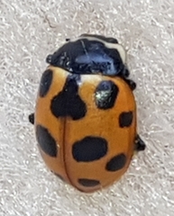 Ceratomegilla notata