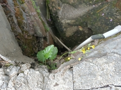 Youngia japonica