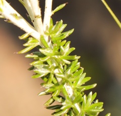 Lachnospermum umbellatum