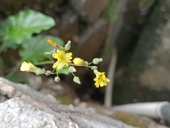 Youngia japonica