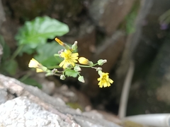 Youngia japonica