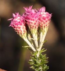 Lachnospermum umbellatum