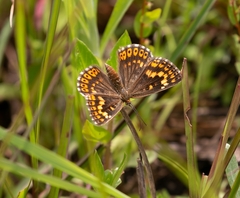 Aricoris middletoni