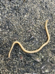 Haplophilus subterraneus