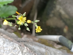 Youngia japonica
