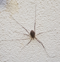 Opilio saxatilis