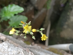 Youngia japonica