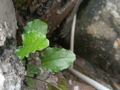 Youngia japonica