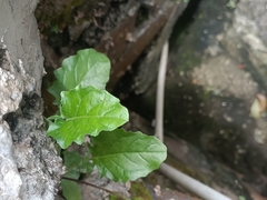 Youngia japonica