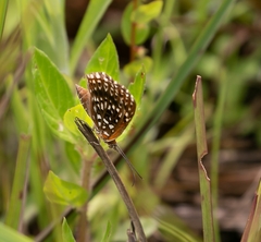 Aricoris middletoni