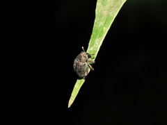 Chalcodermus