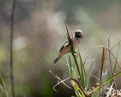 Sporophila