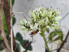 Lipotriches aurodigitata