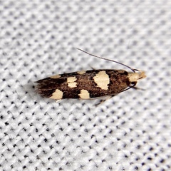 Limnaecia tetraplanetis