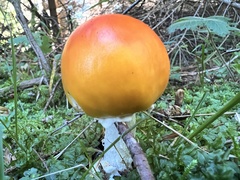 Amanita muscaria aureola