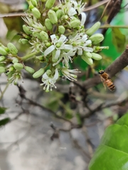 Lipotriches aurodigitata