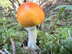 Amanita muscaria aureola