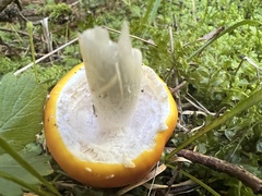 Amanita muscaria aureola