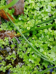 Callitriche stagnalis