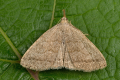 Pechipogo strigilata