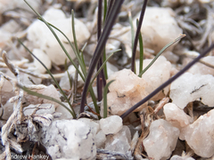 Tulbaghia leucantha