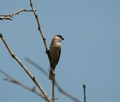 Sporophila pileata