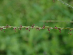 Digitaria setigera
