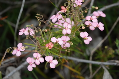 Stylidium scandens