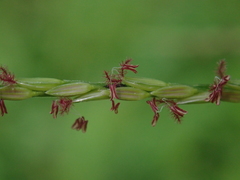 Digitaria setigera