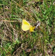 Colias croceus