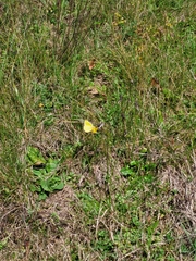Colias croceus